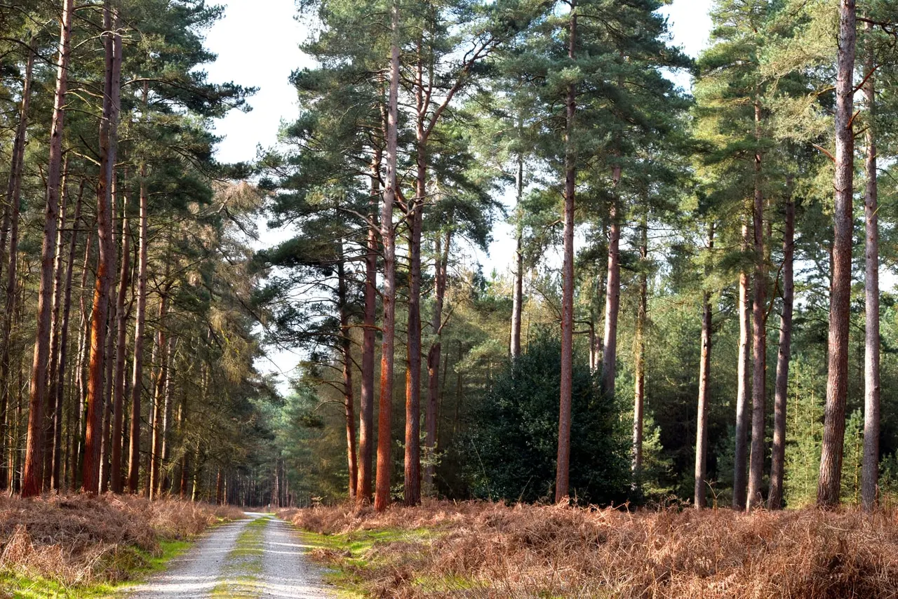 A straight woodland track runs through tall pine trees with brown bracken undergrowth on both sides.