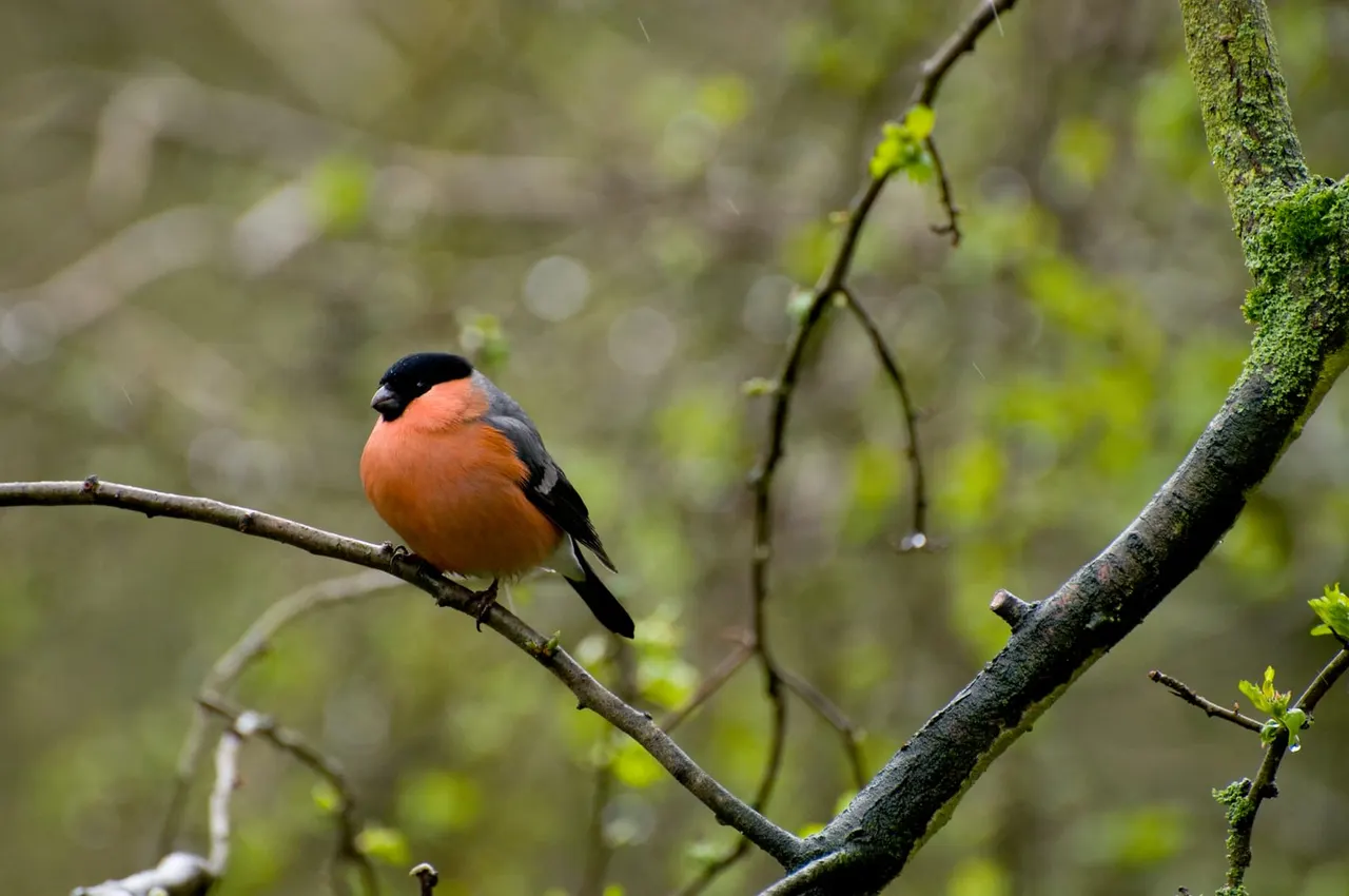 A small bird with orange-red breast and black head perches on a moss-covered branch in woodland.