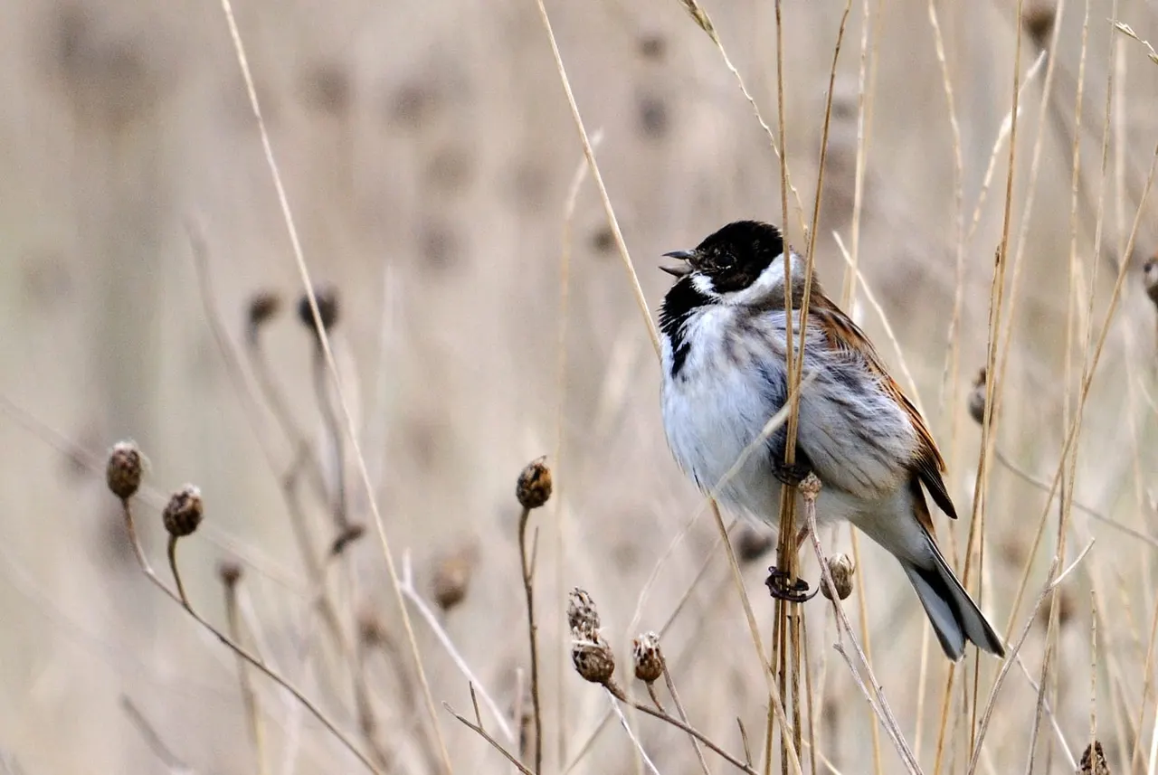 A small bird with black and white head markings and brown wings perches on dried seedheads.
