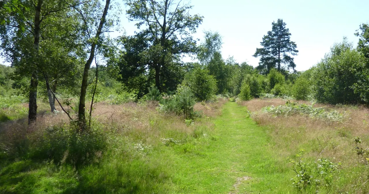 A woodland clearing with a mown grass path through overgrown grassland and scattered trees under blue sky.