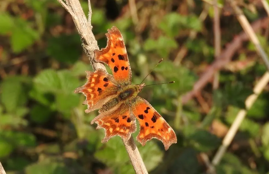 Orange and black spotted butterfly perched on a dried stem with green foliage in the background.