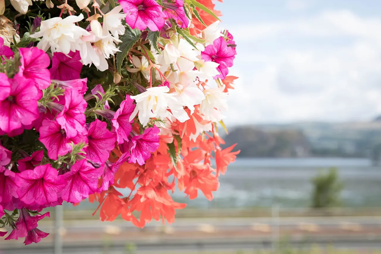 Colourful petunias in pink, white and coral bloom in the foreground with a blurred river and landscape view behind.