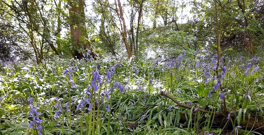 Visitors walk through a woodland area carpeted with purple flowering plants beneath tall trees.