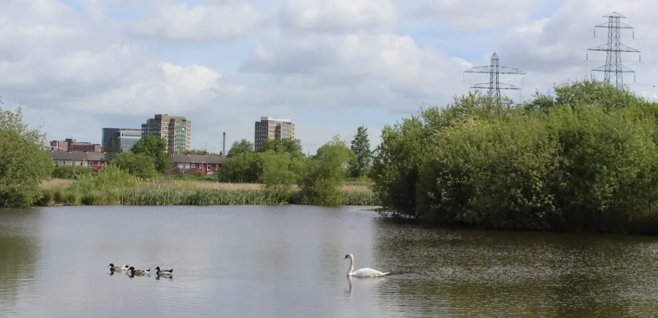 Ducks and a swan on a lake with reedy banks, urban buildings and power lines visible beyond.