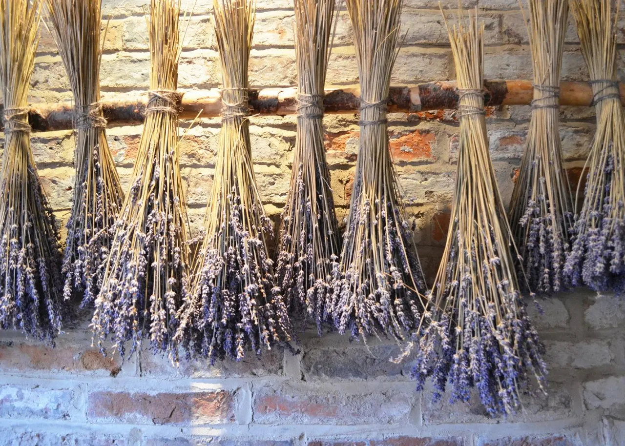 Bundles of lavender hanging to dry against a stone wall with wooden beams.