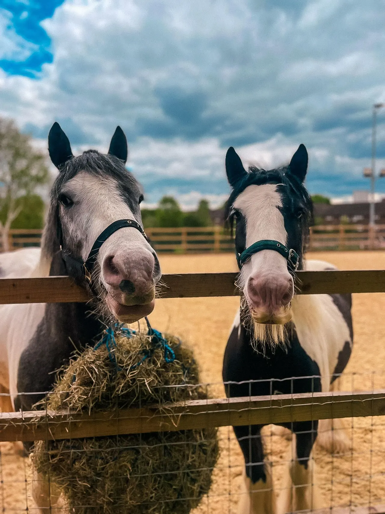 Two horses with halters stand at a wooden fence eating hay in a paddock under a cloudy sky.