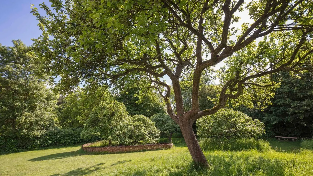 Mature oak trees casting dappled shade over a sunny lawn in a historic garden setting.