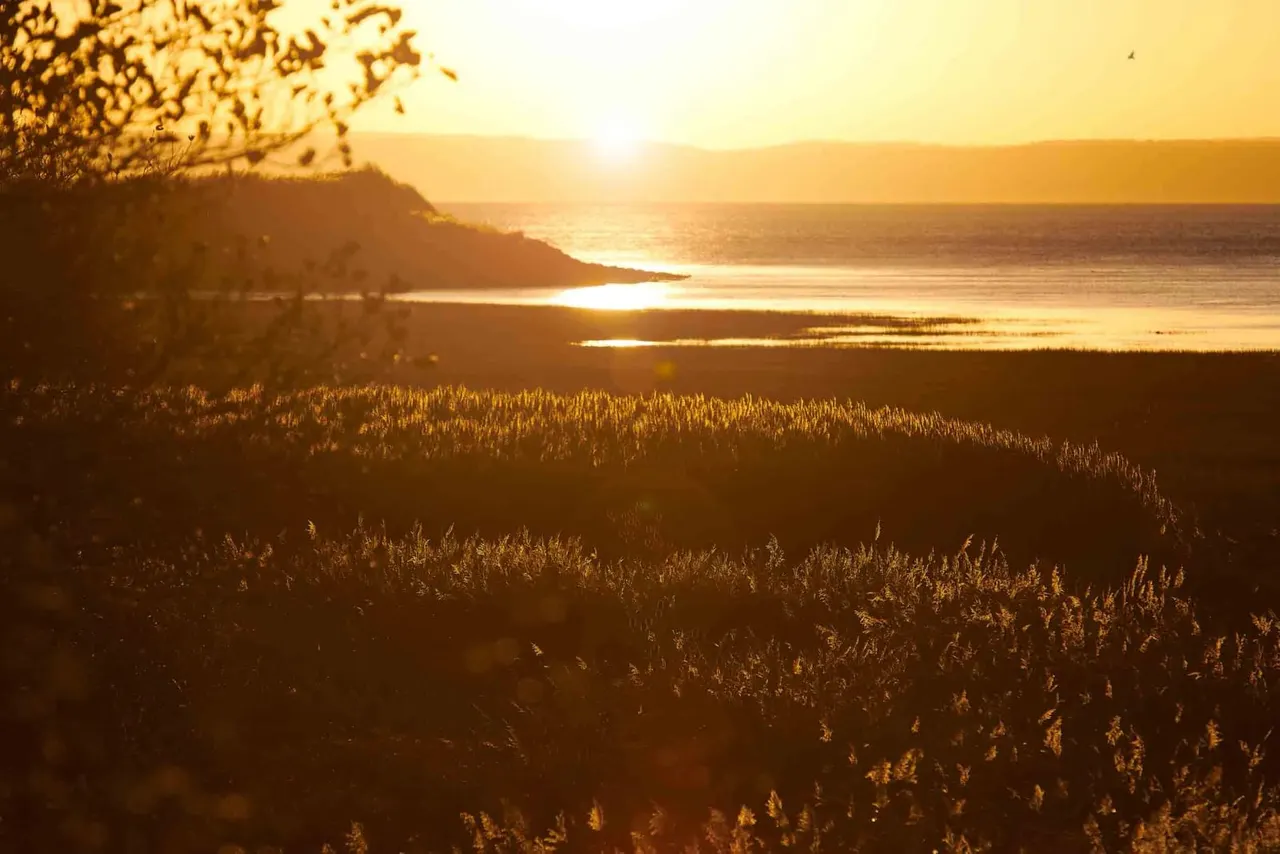 Golden sunset over wetland landscape with distant water, hills and conifer forest in silhouette.