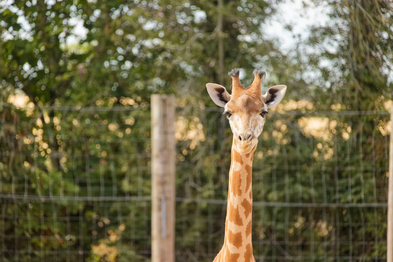 Kordofan giraffes at Twycross Zoo