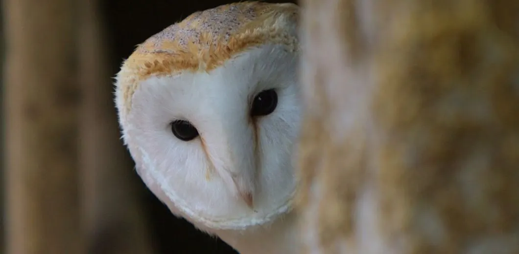 Close-up of a barn owl's white and tan face with dark eyes and tilted head.