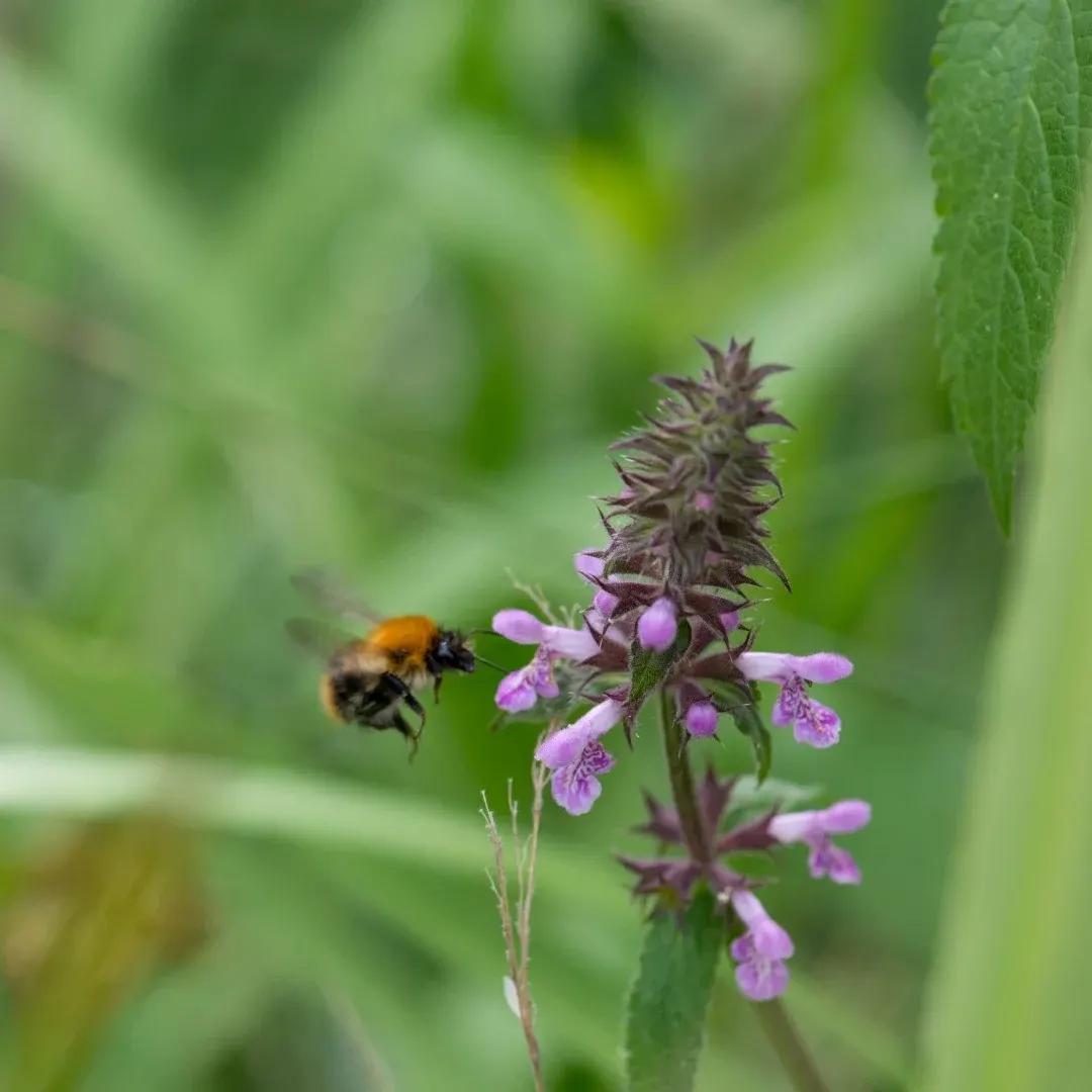 A bee approaches a purple flower spike against a blurred green foliage background.