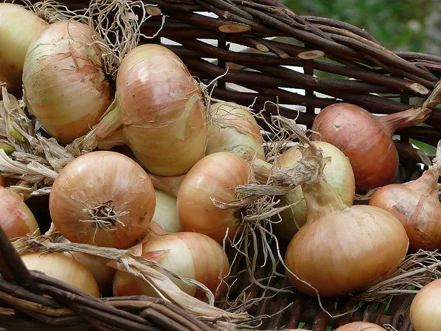 Freshly harvested onions with dried roots in a woven basket.