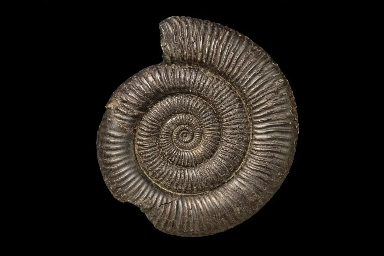 Fossilised ammonite specimen with spiral shell chambers against a black background.