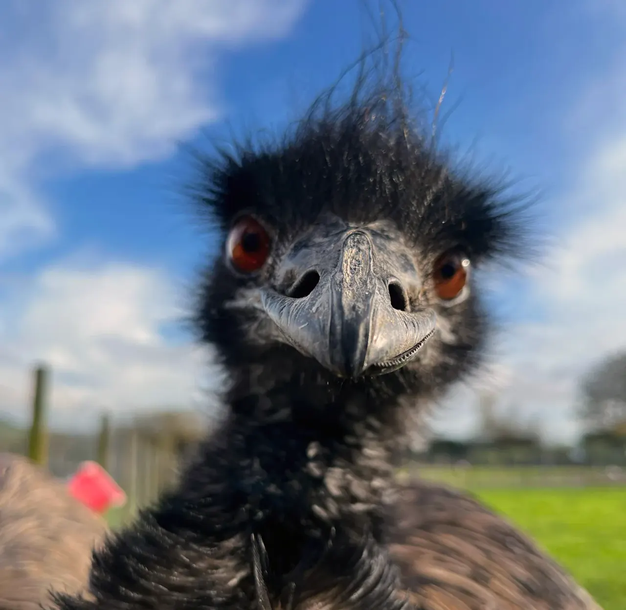 A large bird with distinctive spiky black feathers, red eyes and grey beak looks directly at the camera in a farmland setting.