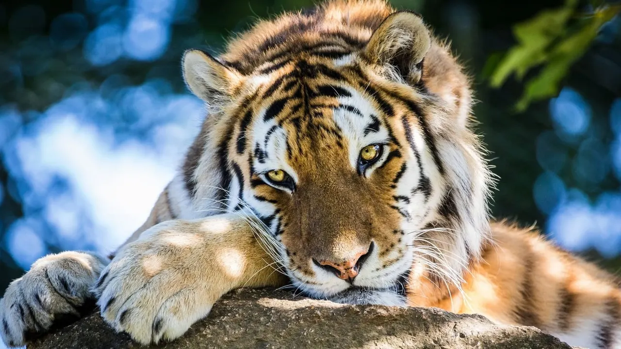 Tiger resting its paws on a rock, looking towards the camera with yellow eyes.