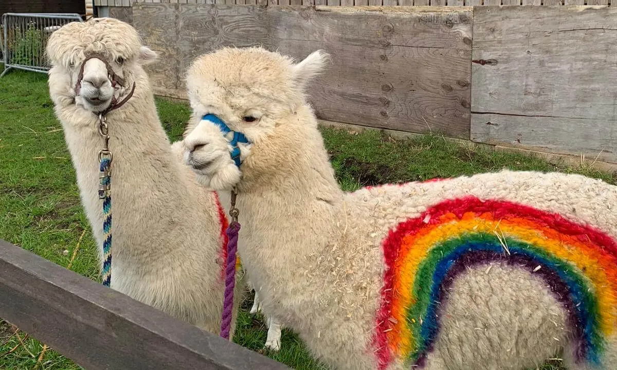 Two cream-coloured alpacas on grass, one with a halter, beside a third alpaca with rainbow-dyed wool.