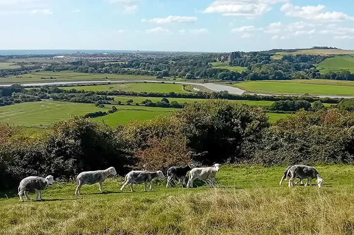 Sheep grazing on hillside pasture with extensive rural valley landscape beyond.