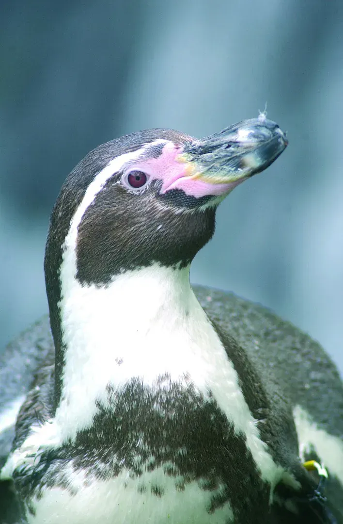 Close-up of a penguin with distinctive pink facial markings against a blurred blue background.