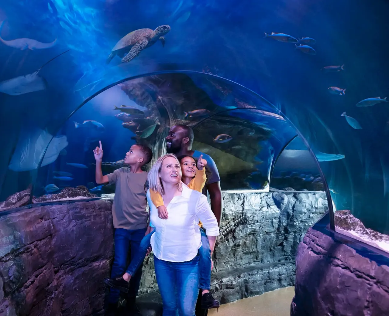 Family of four viewing marine life through an underwater tunnel, with sea turtles, rays and fish swimming overhead.