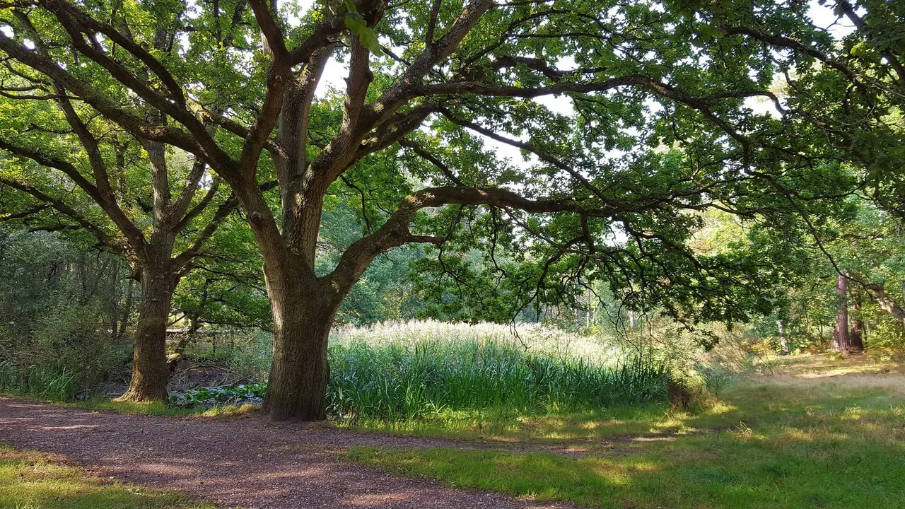 Mature trees with spreading branches create shade over a woodland path beside a reed-lined waterway.