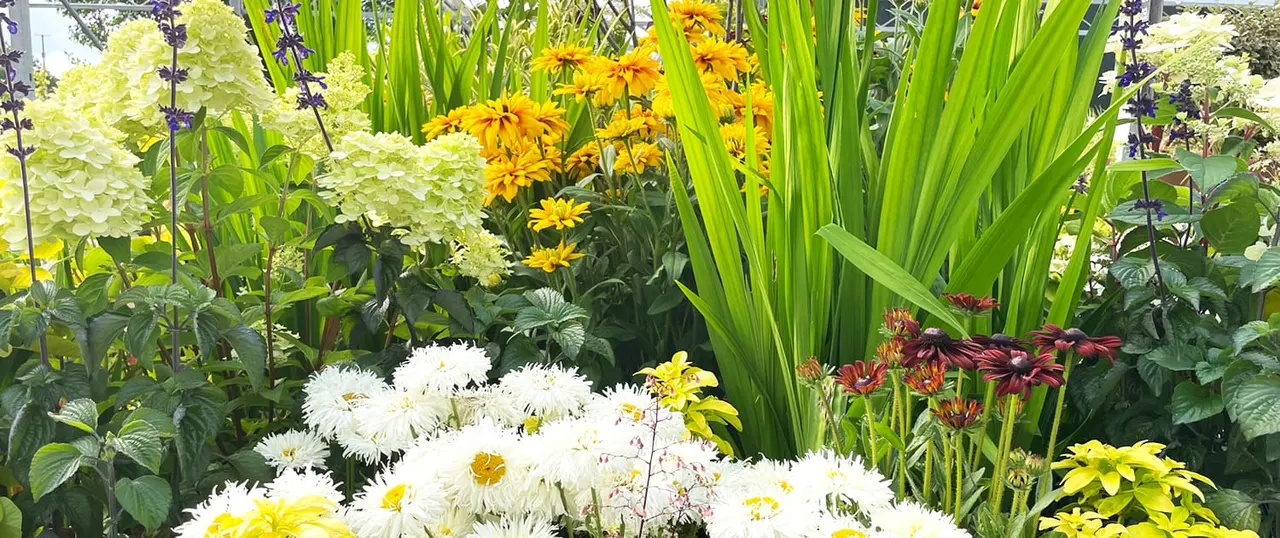 Colourful garden display with white and yellow dahlias, yellow rudbeckias, purple delphiniums, and ornamental grasses in full bloom.
