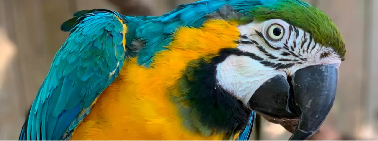Close-up of a colourful macaw with blue, yellow and green plumage.