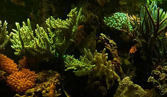 Underwater scene showing various colourful corals and sea anemones illuminated against dark rock formations.
