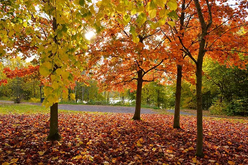 Woodland glade in autumn with trees displaying red and golden foliage, carpeted with fallen leaves.
