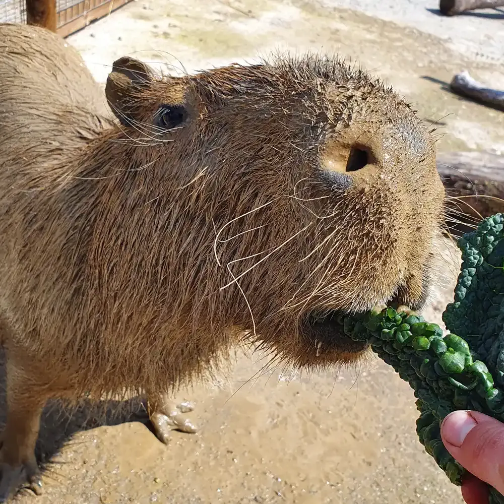 A rodent eating a succulent plant held in a person's hand at an outdoor enclosure.