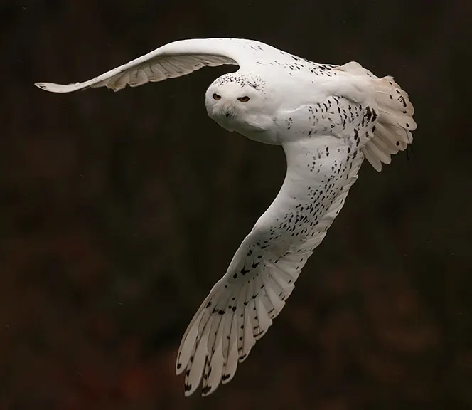 White owl in flight with wings spread against a dark background.