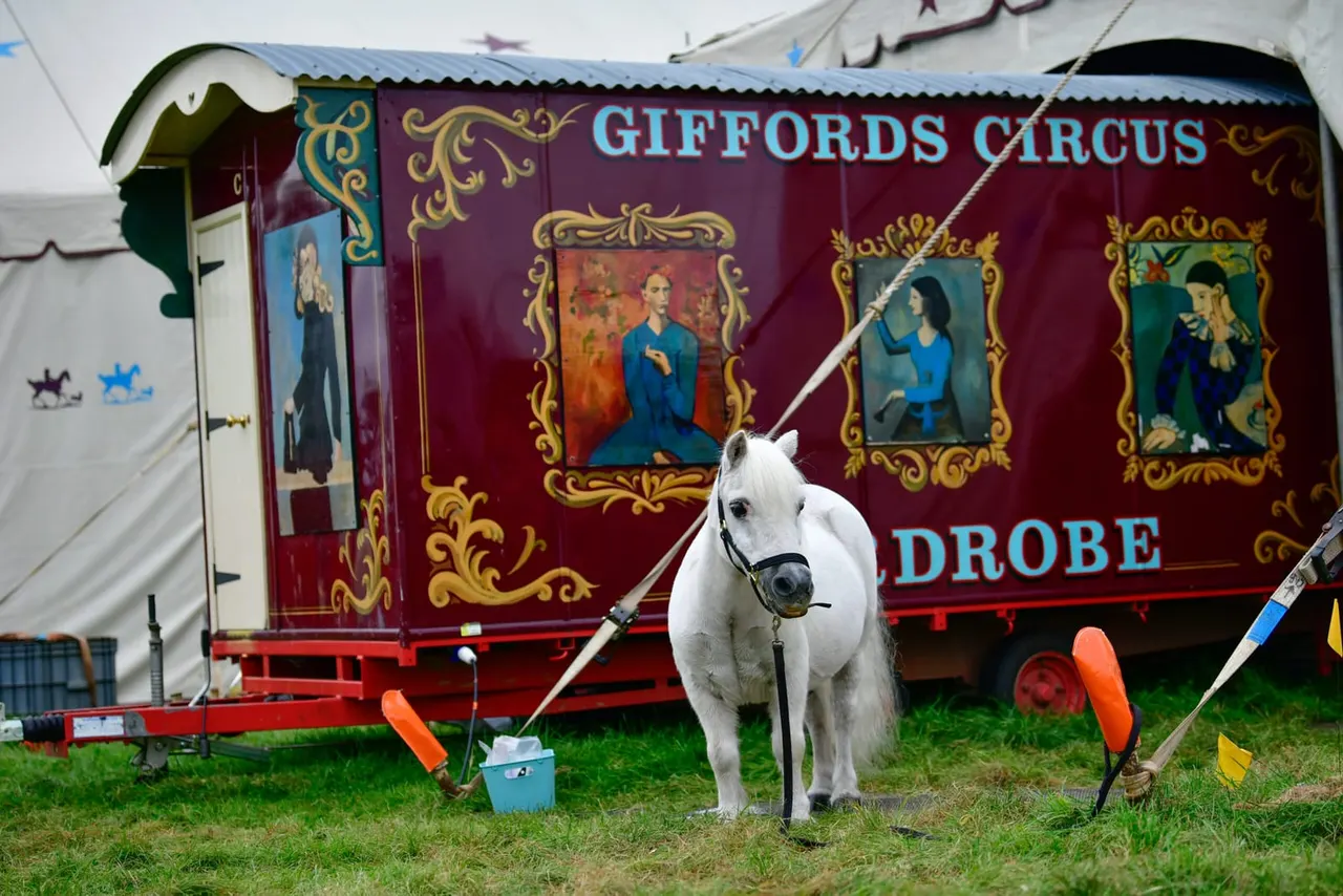 A white horse stands tethered in front of an ornate burgundy and gold circus wagon bearing the Giffords Circus name.