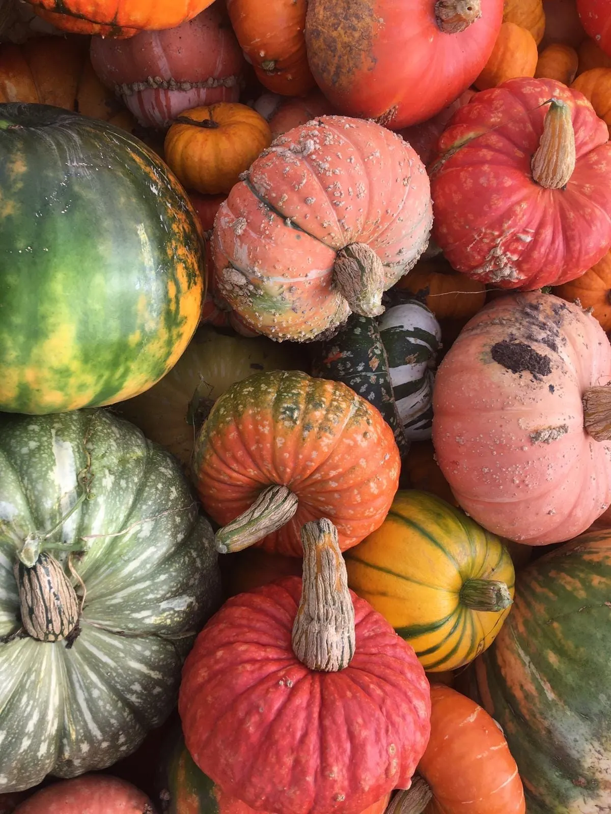 Pumpkin still at Oxton PYO