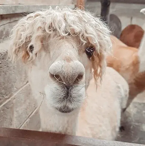Alpaca with fluffy white coat and dark eyes looking directly at camera over a fence.