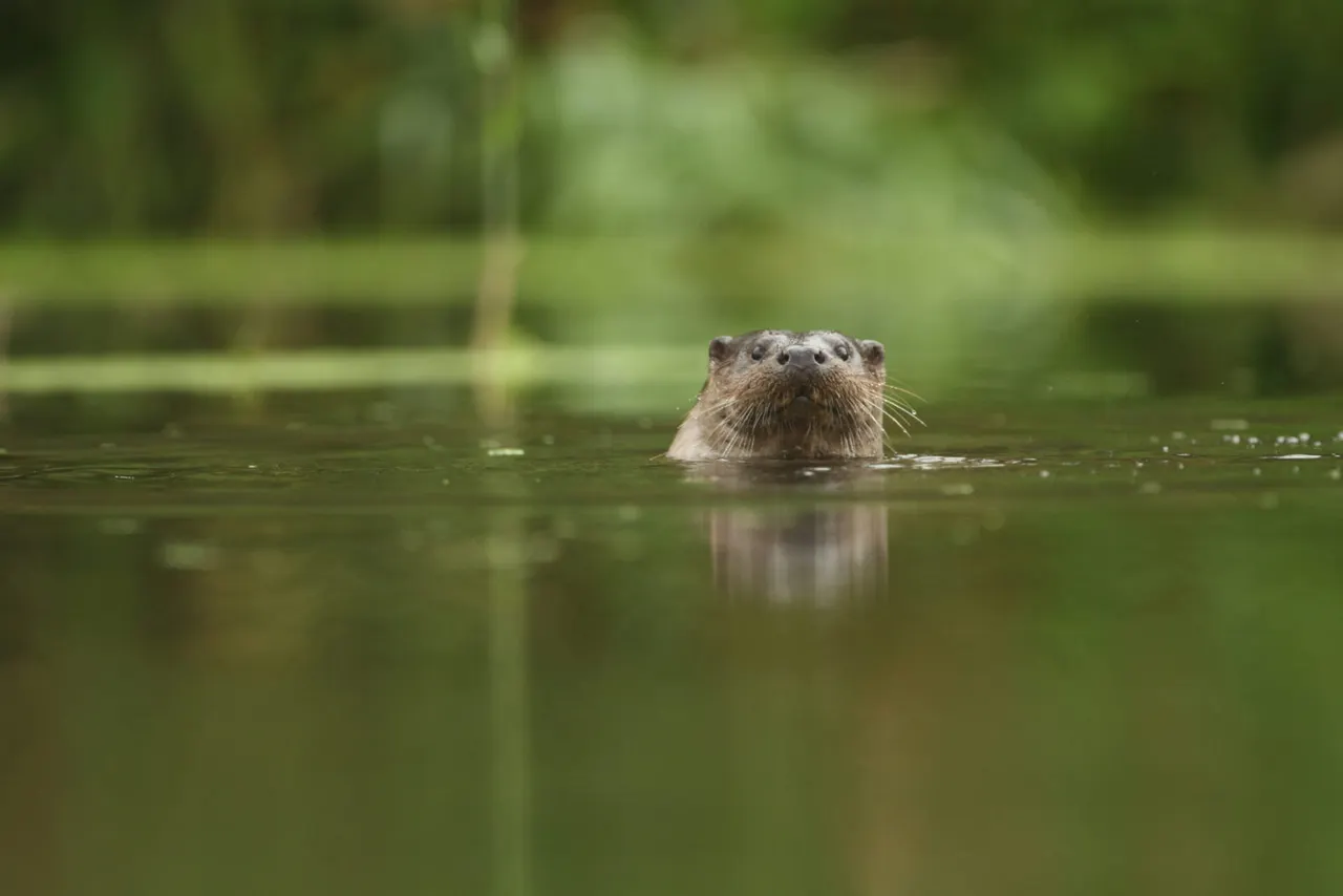 Otter swimming in calm green water with blurred trees in background.
