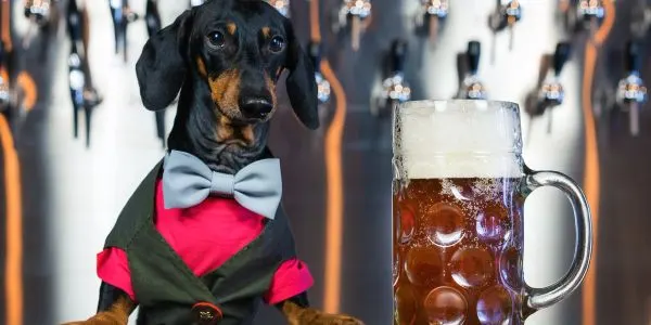 A black and tan dog wearing a red and green waistcoat with a bow tie, positioned next to a glass mug of dark beer.