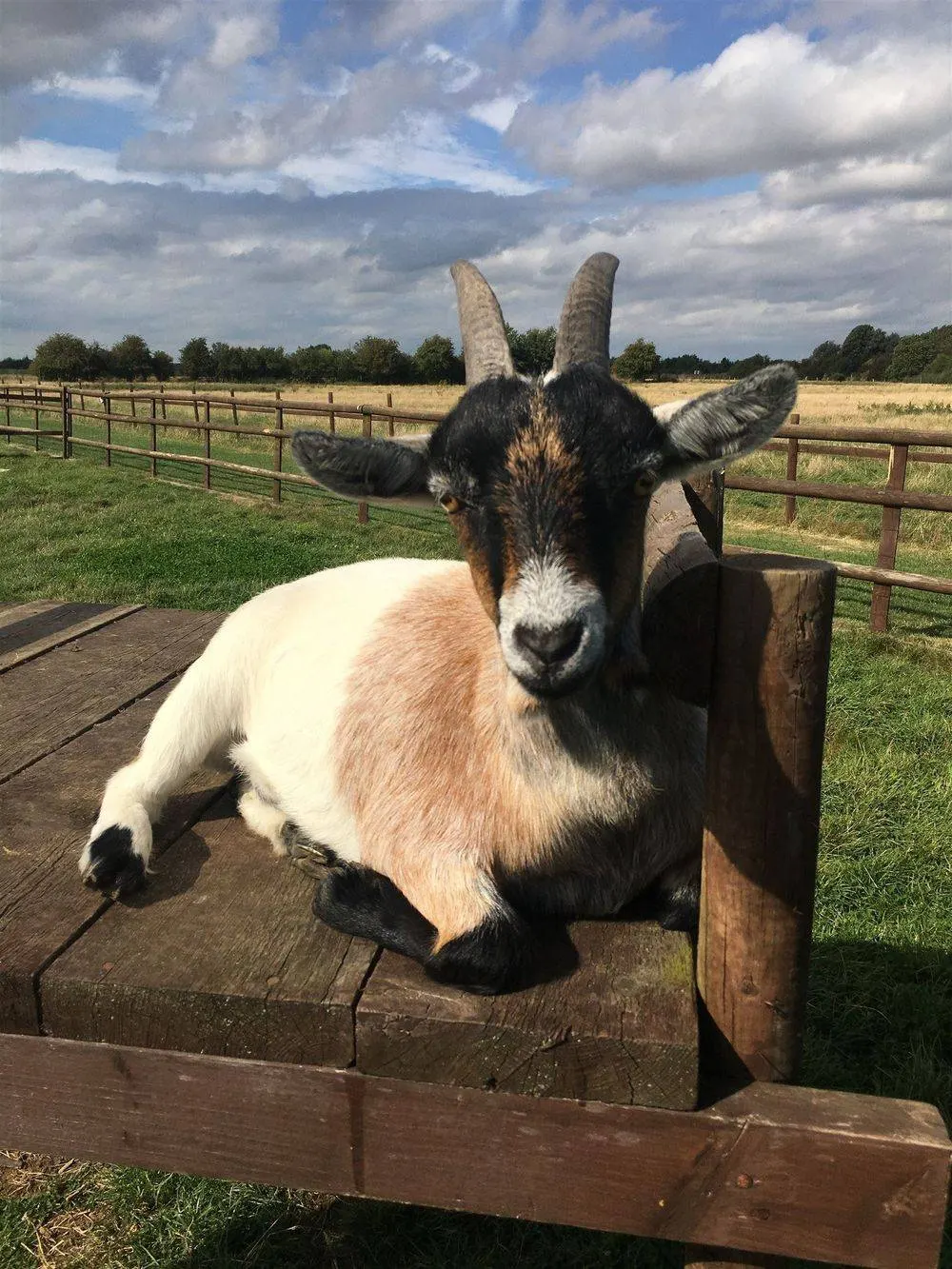 Little Jack's Farm visitor scene
