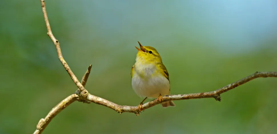 A small yellow and white bird perched on a bare branch against a blurred green background.