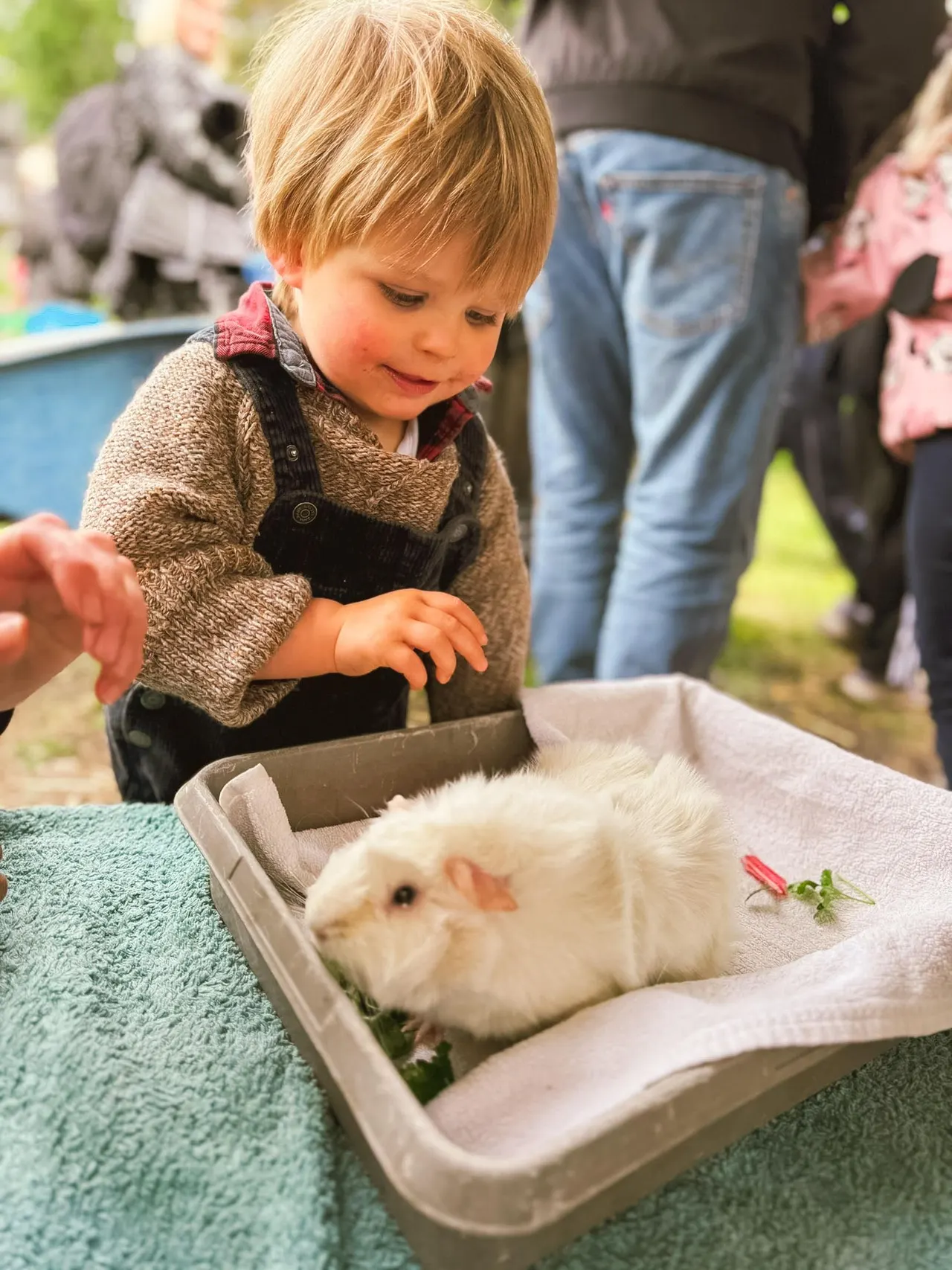 Young child petting a white guinea pig in a tray during a hands-on farm activity with other visitors nearby.