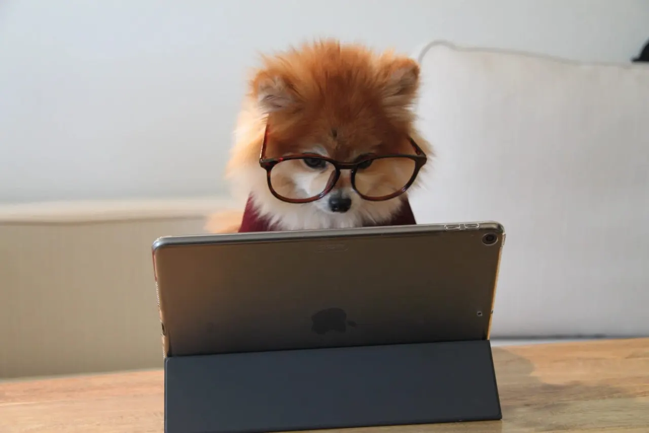 Small dog wearing glasses sits behind a tablet device on a wooden table.