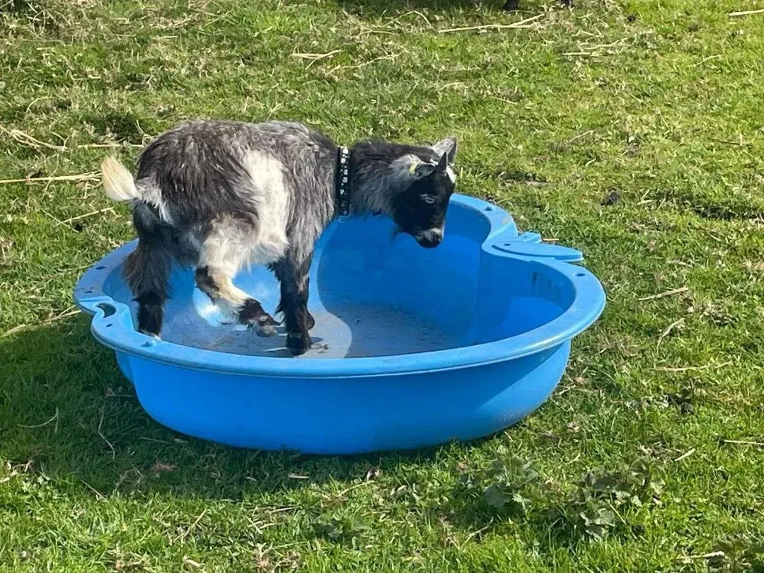 Two young goats in a blue water trough on grass.