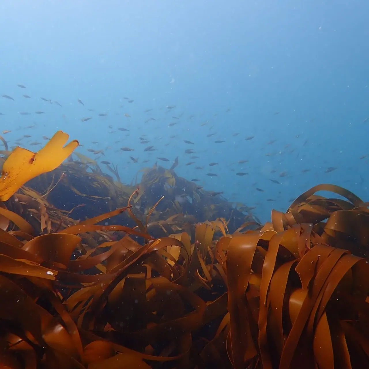 Underwater view of dense kelp forest with small fish swimming above the brown seaweed fronds.