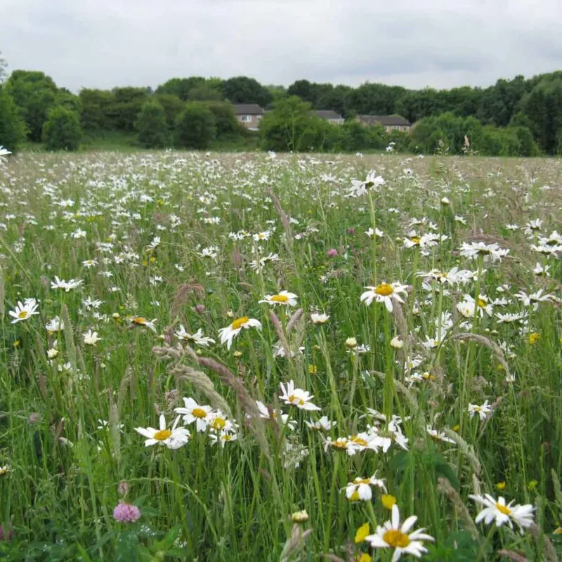 Wildflower meadow with white and yellow daisies, trees and houses visible in the distance.