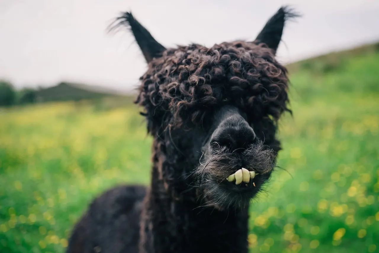 Dark brown alpaca with long ears facing the camera in a green pasture with yellow wildflowers.