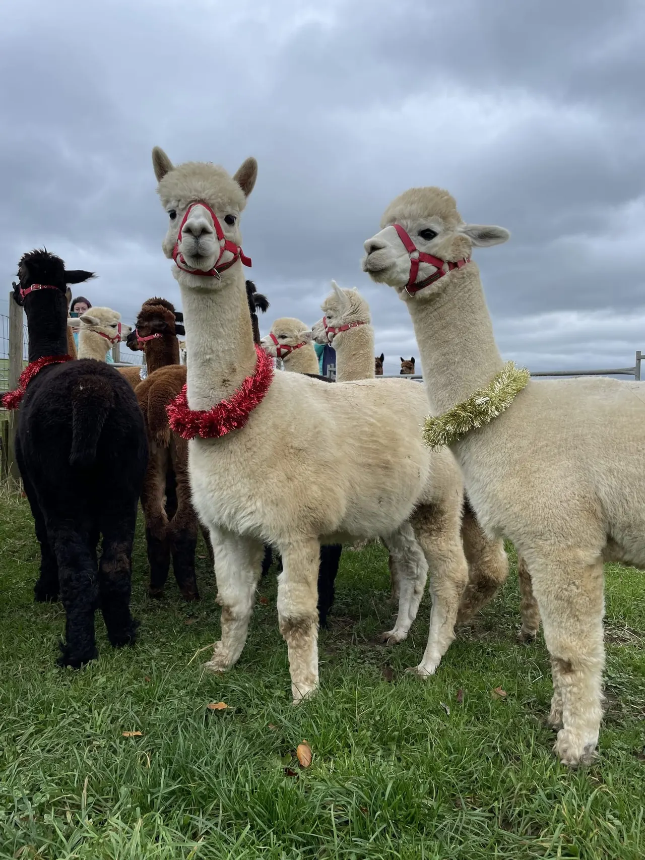 Alpacas wearing red head collars and decorative tinsel standing in a grassy field with visitors in the background.