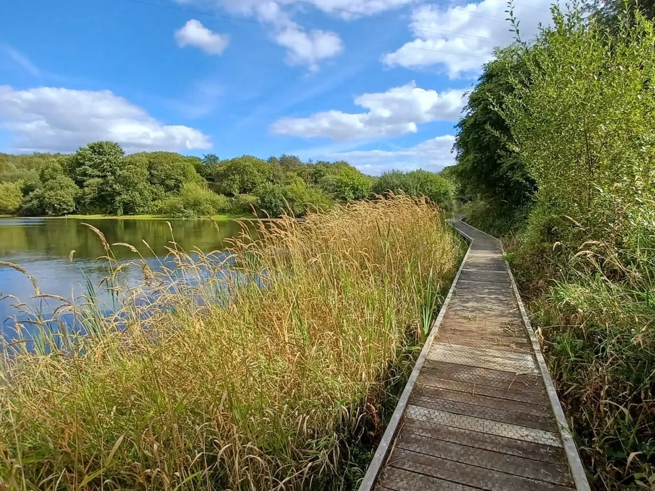 Wooden boardwalk stretching through reeds alongside a calm pond with trees and blue sky.