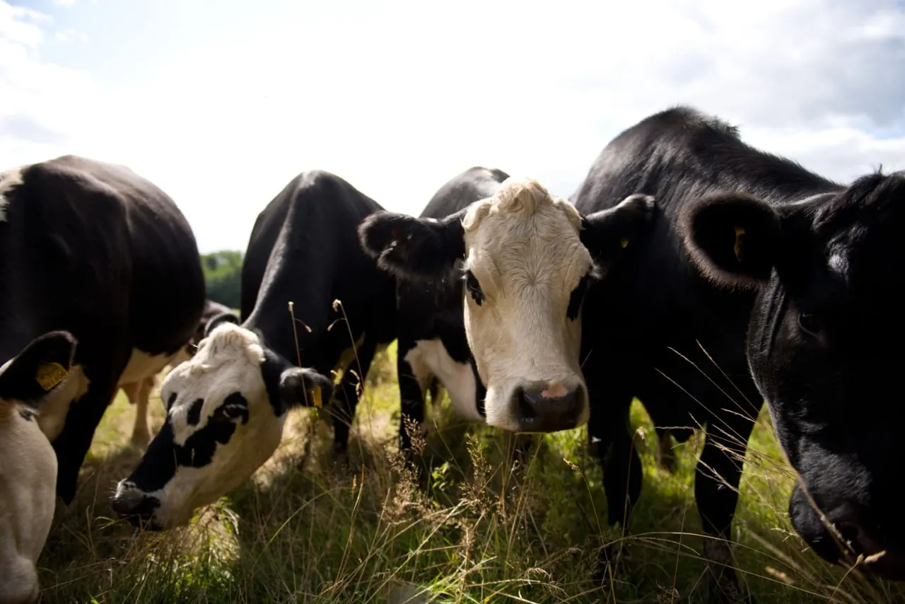 Herd of black and white cattle grazing in a pasture on a sunny day.