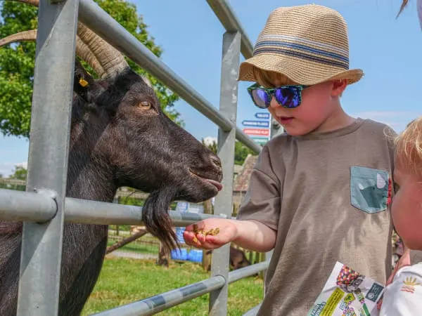 Child in straw hat feeding a goat over a fence on a sunny day.