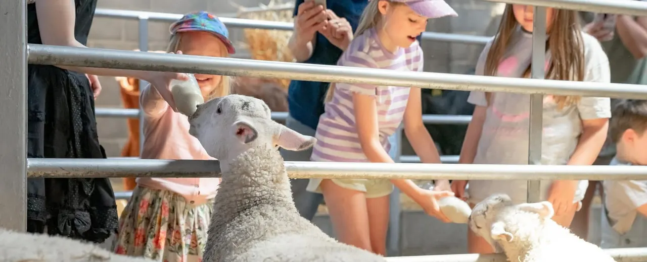 Children feeding and petting sheep at a farm enclosure with metal railings.