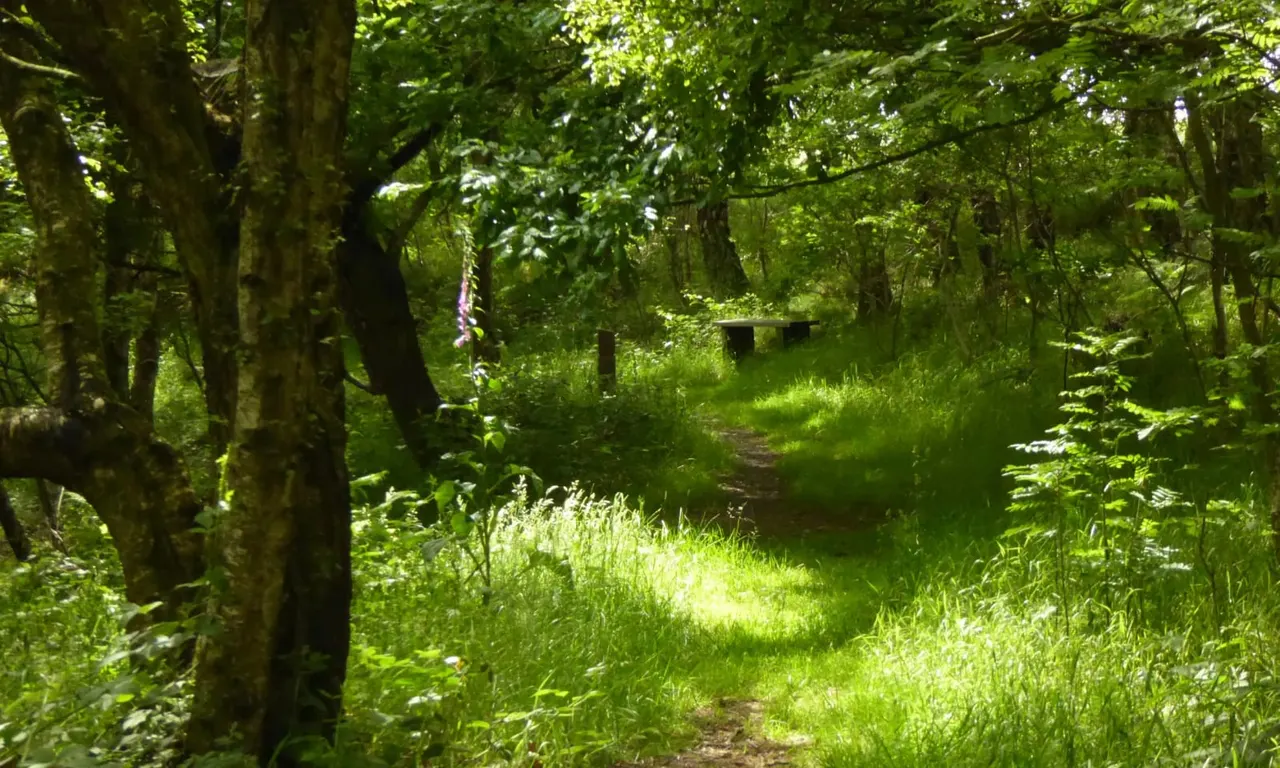 Shaded woodland path with mature trees, lush green vegetation and grass, with wooden structures visible in the distance.