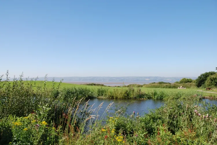 River and wetland landscape with reed beds and wildflowers under clear blue sky.